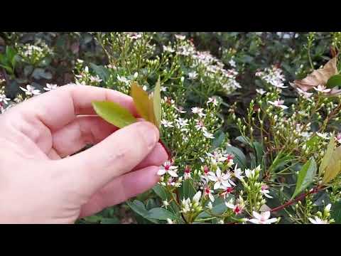 20220305 Chater Garden, Central Raphiolepis indica