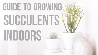 Guide To Growing Succulents Indoors