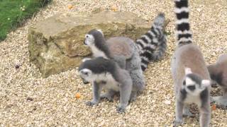 Cotswold Wildlife Park Burford, Oxfordshire