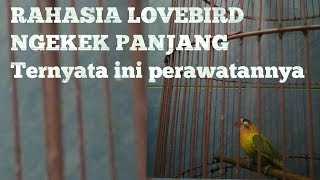 Download lagu MEMBONGKAR RAHASIA LOVEBIRD NGEKEK PANJANG SAMPAI MENITAN mp3