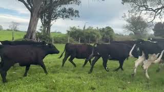 35 Vaquilla para Engorda de 280 kg - FEGOSA - Plaza Ganadera