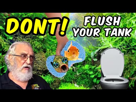 The Best Method to Clean Your Natural Tank