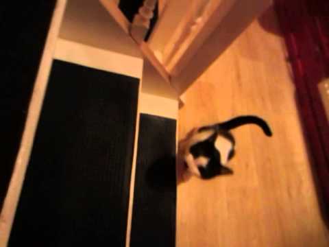 Two legged cat, Zoya, climbing stairs