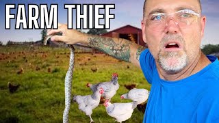 There Is A SNAKE In My Coop!  DIY Chicken Nest Boxes, Cheap & Easy Farm Hack!