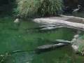 Disney S Animal Kingdom Never Nile A Crocodile