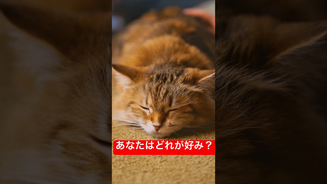 あなたはどれが好ミー？#ねこ #チョフチョフミー #お笑い #癒し