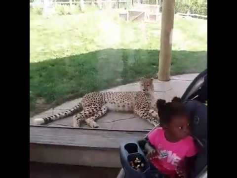 Columbus Zoo Cheetah