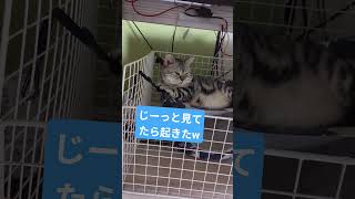 #猫#cat #ねこ