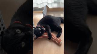 見本のような遊び方ができる黒猫