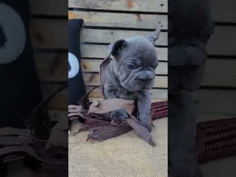 Video 1