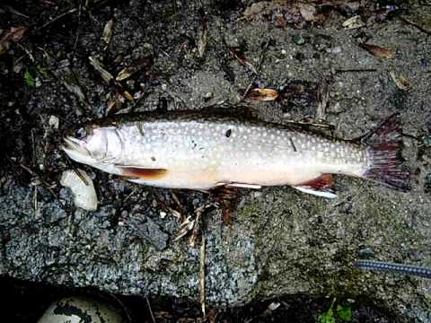 Siven americký (Salvelinus fontinalis)