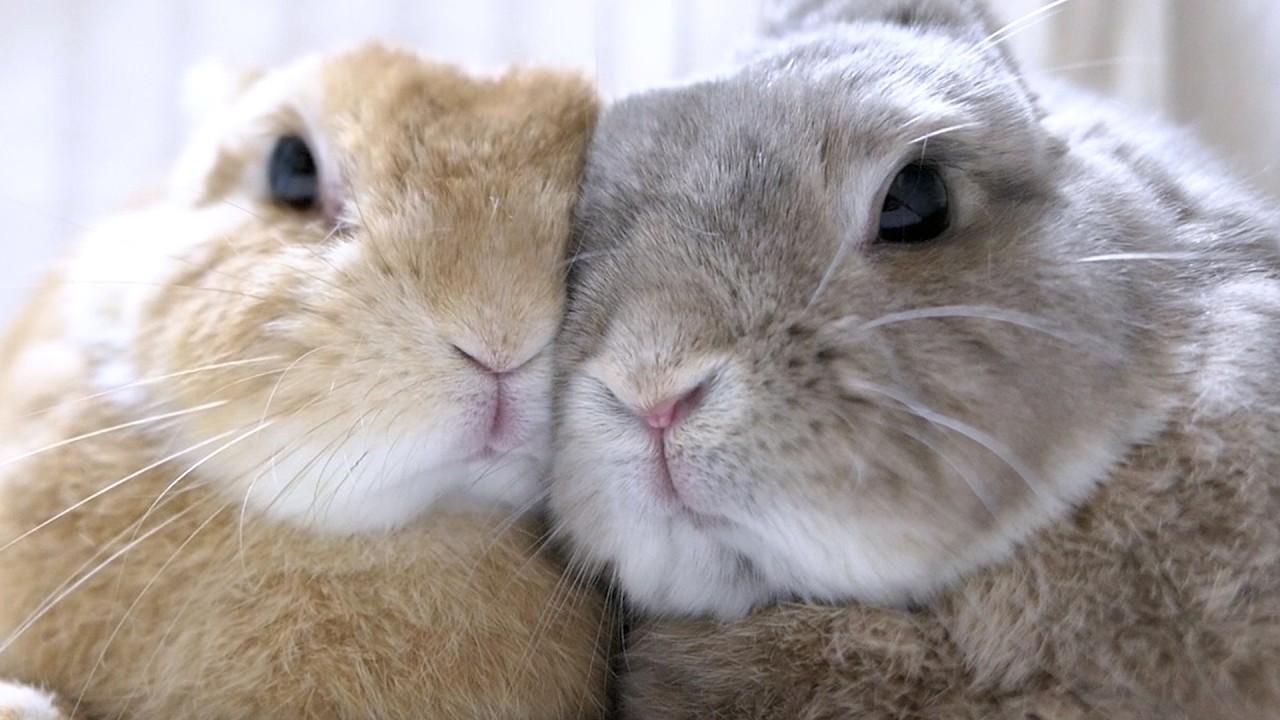 徐々に融合して１つになろうとするうさぎ