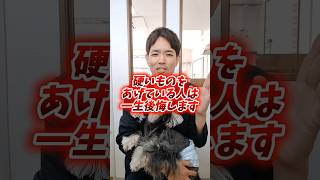 硬いものは絶対NG！！！#犬のおもちゃ #犬のいる生活 #犬のいる暮らし #神戸市 #神戸