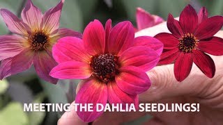 Get Gardening: Lift 'em or Leave 'em (Part 1, Meeting the Dahlia Seedlings)