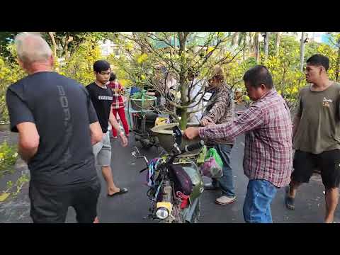 Đi chợ hoa tết Sài Gòn mua hai cây mai vàng rất đẹp