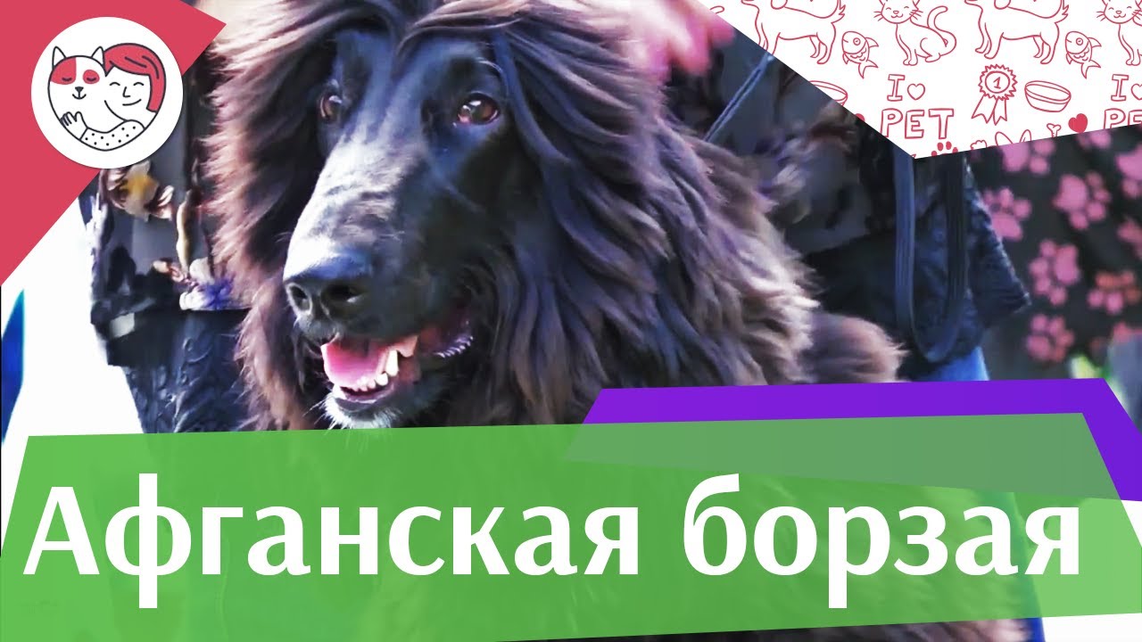 Афганская борзая на ilikepet. Особенности породы, уход