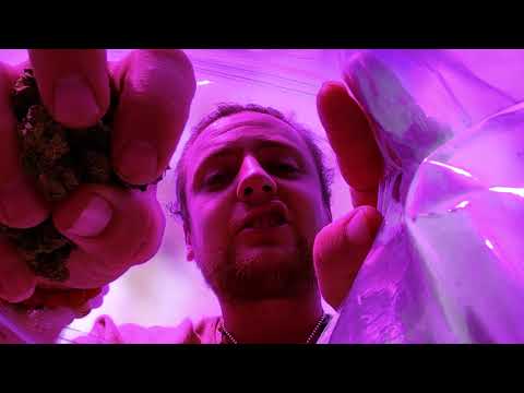 City Hippie, Reeph - WOES (Official Music Video) [Dir. by Quinn Murdy]