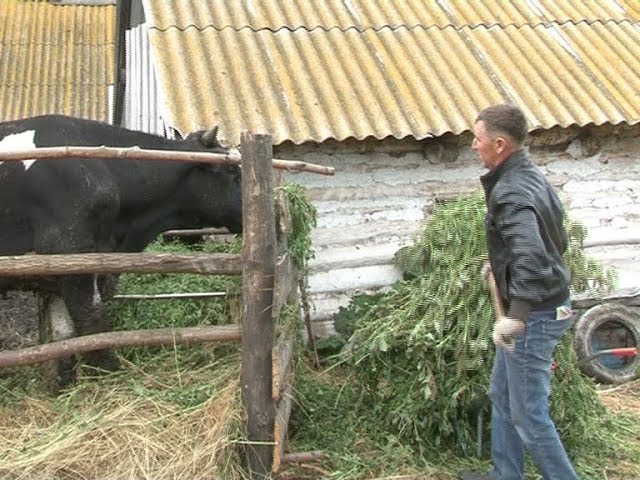 Инфекционным заболеваниям у животных – нет!