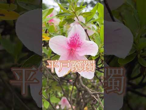 屋内のつつじ 植物