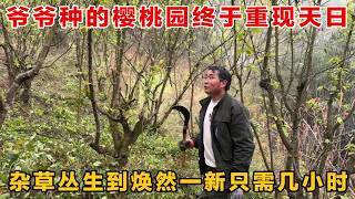 Download lagu 从杂草丛生到焕然一新！爷爷的樱桃基地终于重见天日了，除草前后简直是两个世界！ mp3