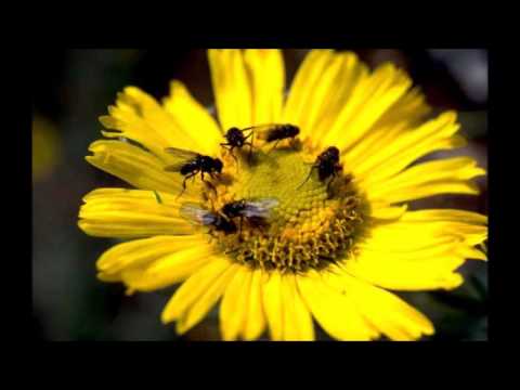 Male katuwa - Jagath Wickramasinghe 2016 new song