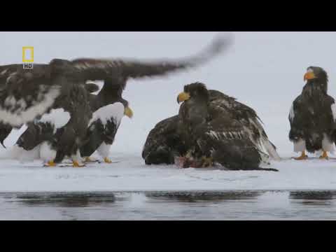 Орлан против беркута