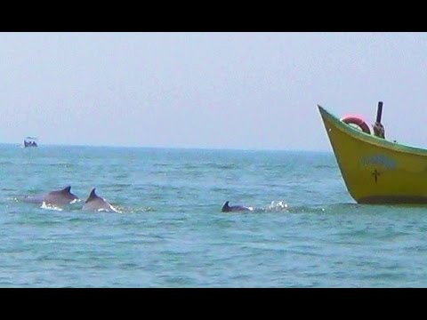 Dolphins at Coco Beach - 1