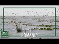 Duck And Goose Hunt In Romania