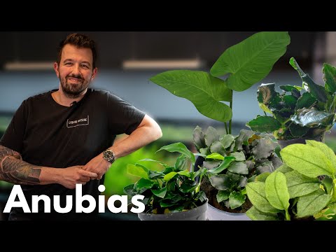 Anubias | Liquid Nature Plant Presentation