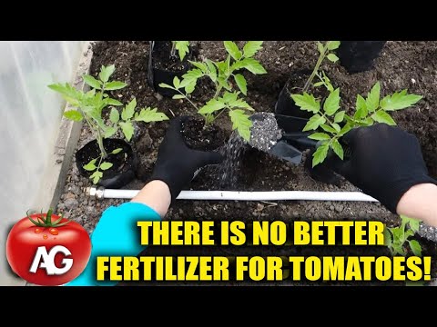 , title : 'There is no better fertilizer for tomatoes! Bring it in when planting seedlings'