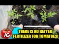 There is no better fertilizer for tomatoes! Bring it in when planting seedlings