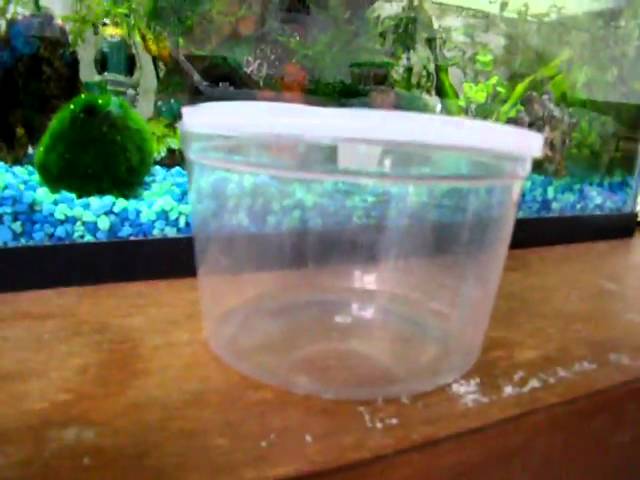 How To Transport Your Betta Fish