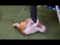 Gatitos Graciosos Loko Loko BCKA