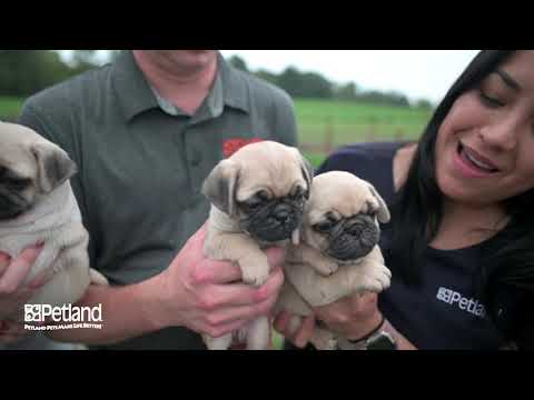 Kennel Tour 142