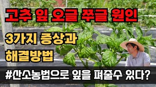 고추 잎이 오그라드는 현상 쭈글거리는 오갈병 증상과 해결방법