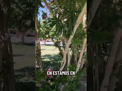 Conociendo la plaza de Tinogasta, Catamarca #viajeros #catamarca #argentina