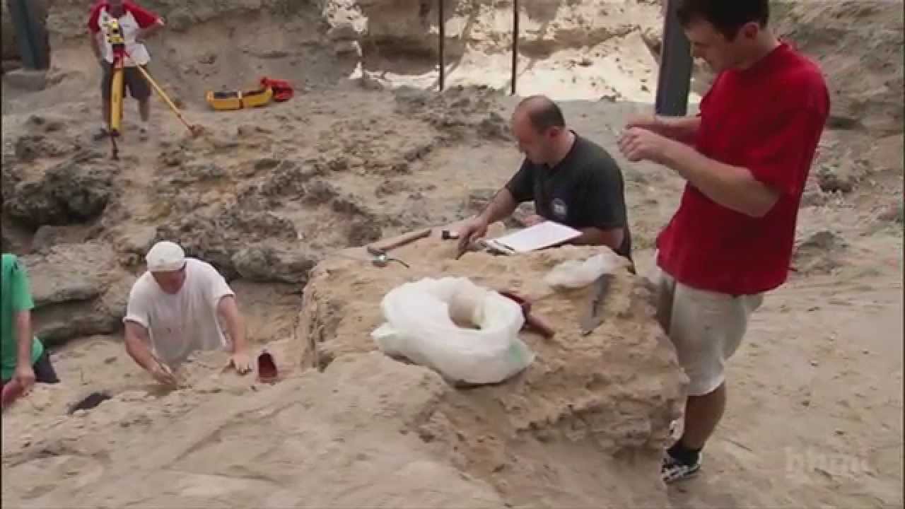 Great Transitions: The Origin of Humans — HHMI BioInteractive Video