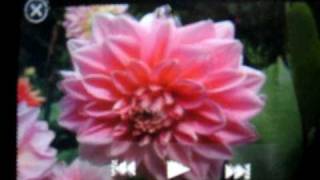 A flower viewed through the 3DeeSlide