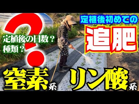 園芸 モーリタニアアオイ、ラージアオイ、ウッドアオイ、シルベスターアオイ