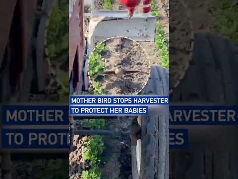 Mother bird stops harvester to protect her babies #worldnow