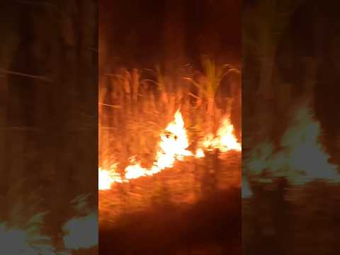 Quema nocturna de cañal en Verapaz, San Vicente #elsalvador #canal #fuego