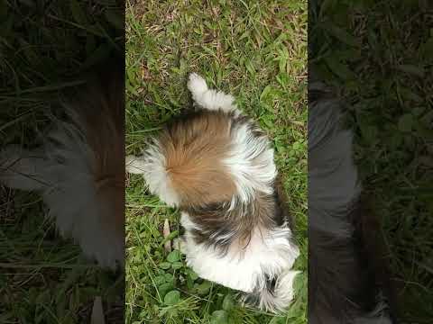 #dog #puppy #puppydogandpuppycat #cuteanimal #mydogisthebest #cute #pets #doglover #dogowner