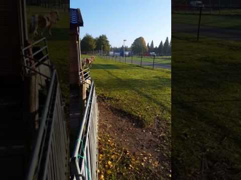 Atlar bile cildirdi siccccc