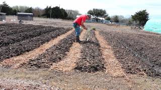 Planting Onions and Potatoes In The Market Garden