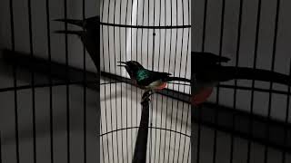 Download lagu Kolibri Wulung Gacor Suara Ngalas Pancingan Sogon Pleci Prenjak Sirtu Trucukan Kutilang Agar Bunyi mp3 Download lagu Kolibri Wulung Gacor Suara Ngalas Pancingan Sogon Pleci Prenjak Sirtu Trucukan Kutilang Agar Bunyi mp3