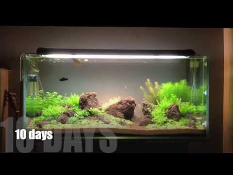 Aquascape Making-Of