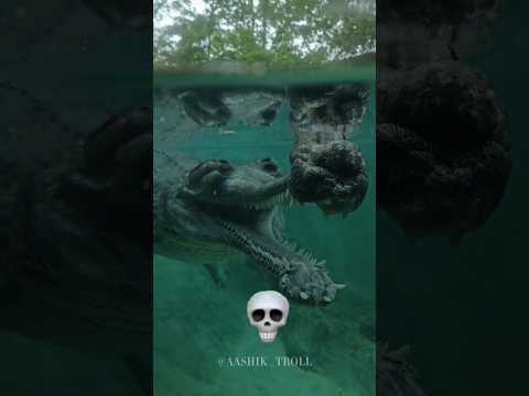 Crocodile Can't be Scary 💀