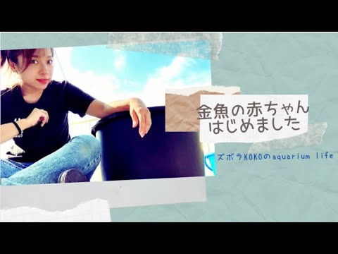 , title : '【金魚】コメットを買ってきたらまさかの展開に!!'