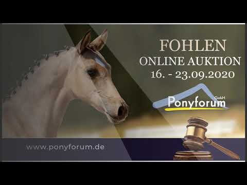 HEILIGENBERGS DARK BROWNIE SF v D-Gold AT NRW - Cordobes I