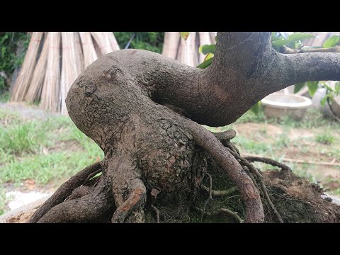 29/5 cúc rin đế xoắn ốc nu nần cây chuẩn cuồng ắc đế 24h giá 1tr800k lh:0984058069